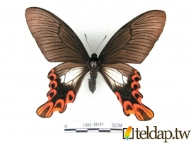 寬尾鳳蝶標本照