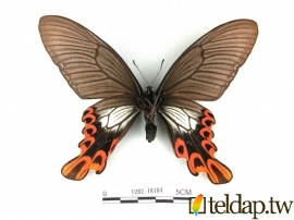寬尾鳳蝶標本照