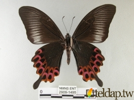 雙環鳳蝶標本照