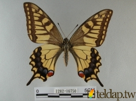 黃鳳蝶標本照