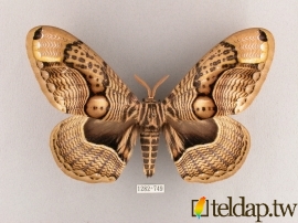 枯球籮紋蛾標本照