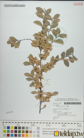 “榔榆”植物標本