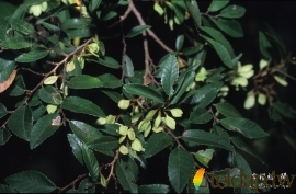 “榔榆”生態影像