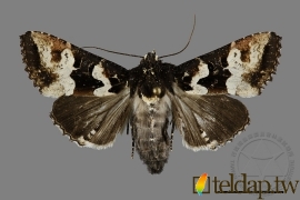 白斑陌夜蛾 Phlogophora albovittata (Moore, 1867)