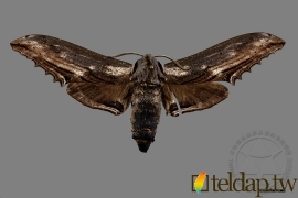 台灣鋸翅天蛾 Langia zenzeroides formosana Clark, 1936