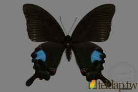 大琉璃紋鳳蝶 Papilio paris nakaharai Shirozu, 1960