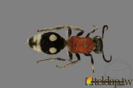 絨蟻蜂Radoszkowskius oculata (Fabricius, 1804)