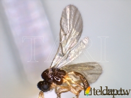 Trioxys (Trioxys) liui Chou & Chou, 1993 劉氏三叉蚜繭蜂
