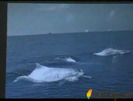 美國台海爆炸實驗 白海豚將遭殃