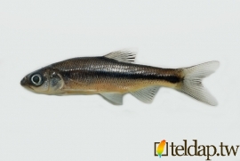 屏東馬口魚 Candidia pingtungensis