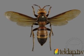 姬虎頭蜂 Vespa ducalis Smith,1852
