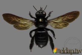 銅翼眥木蜂 Xylocopa tranquebarorum Swederus, 1787