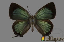 寬邊綠小灰蝶 Neozephyrus taiwanus (Wileman, 1908)