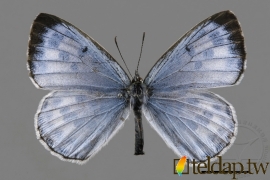 淡青雀斑小灰蝶 Phengaris atroguttata formosana (Matsumura, 1926)