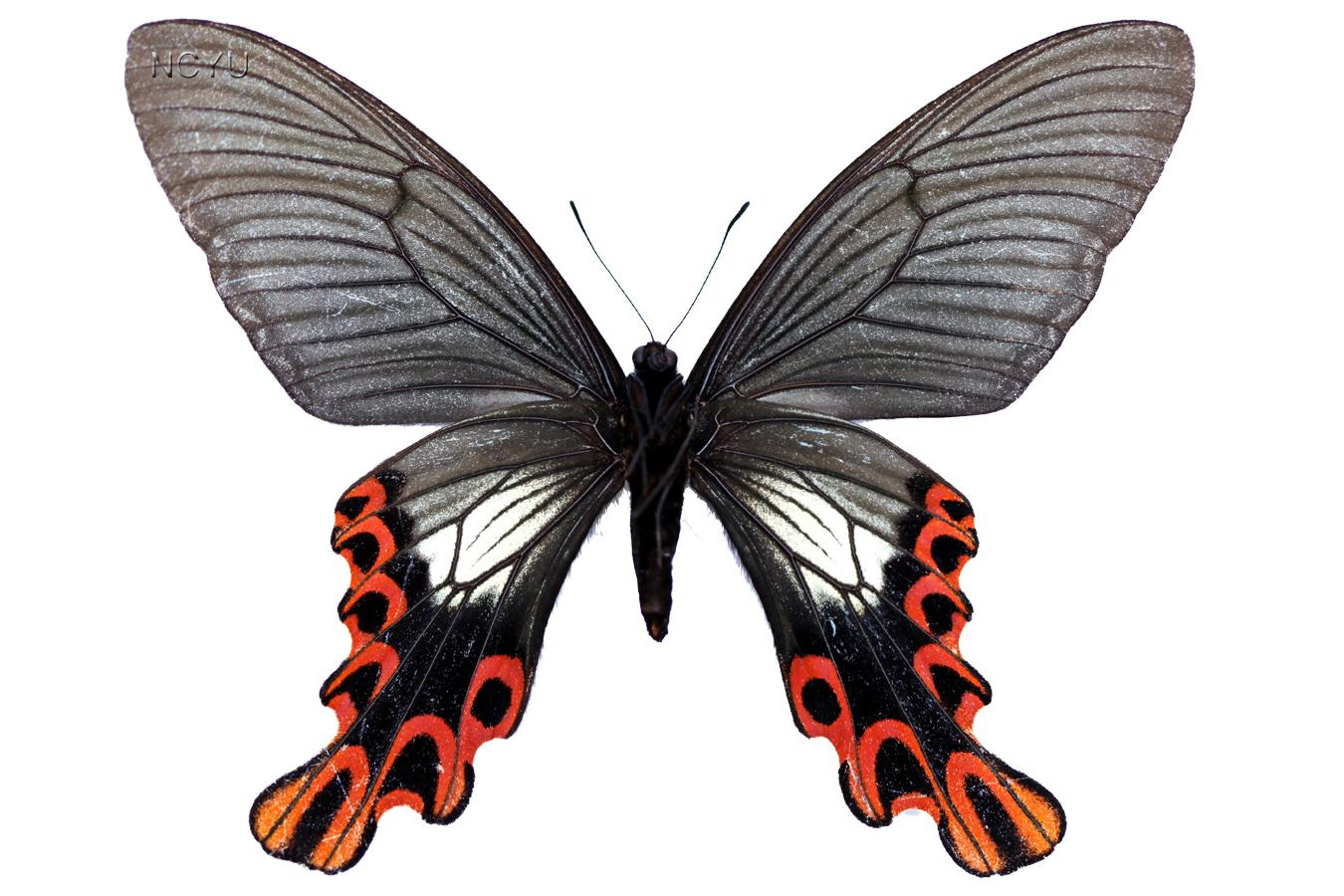 ☆蝶 標本 台湾産 フトオアゲハPapilio agehana maraho♂ 採集品☆